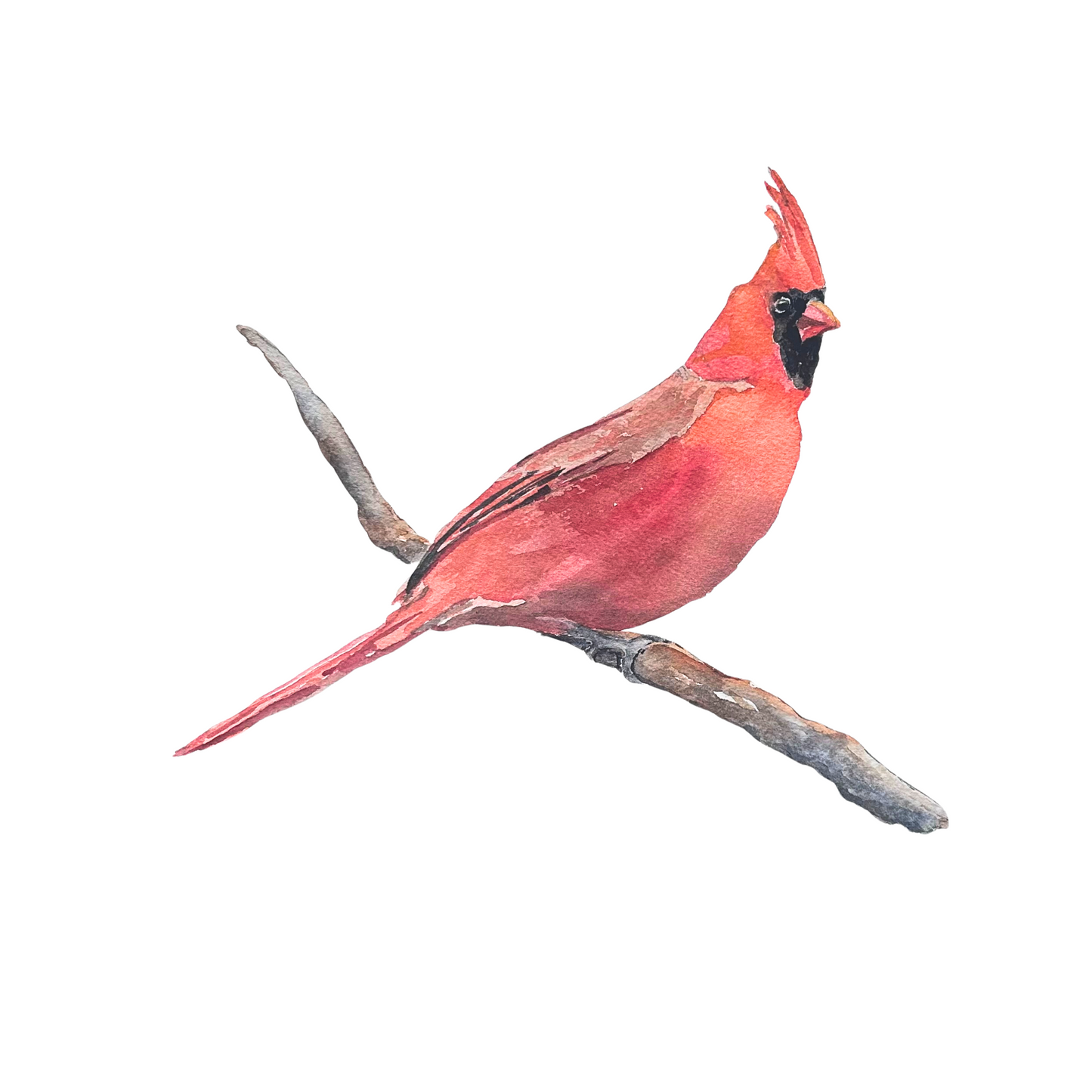 Red Cardinal Watercolor Note Card Set