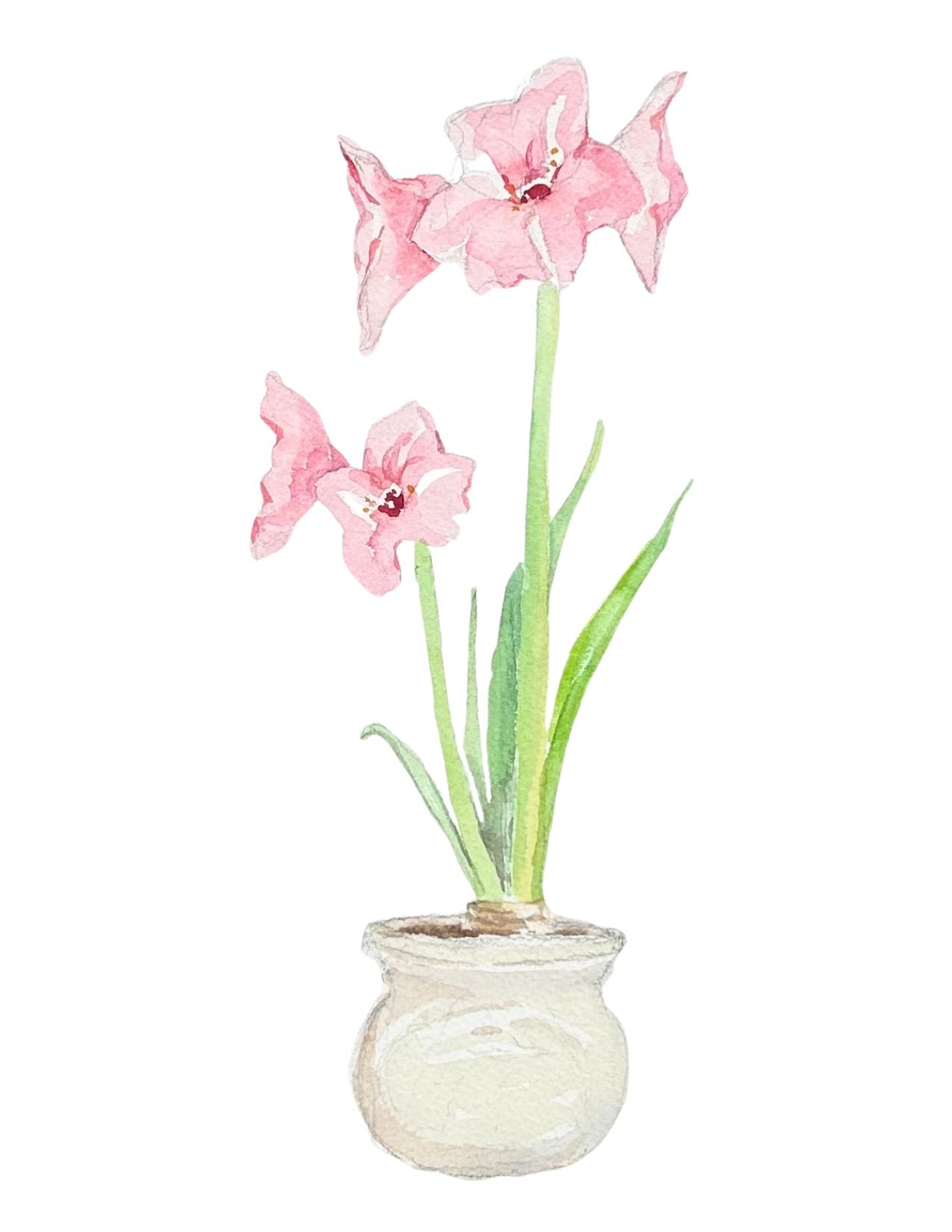 Watercolor Note Card Set  - Pink Amaryllis