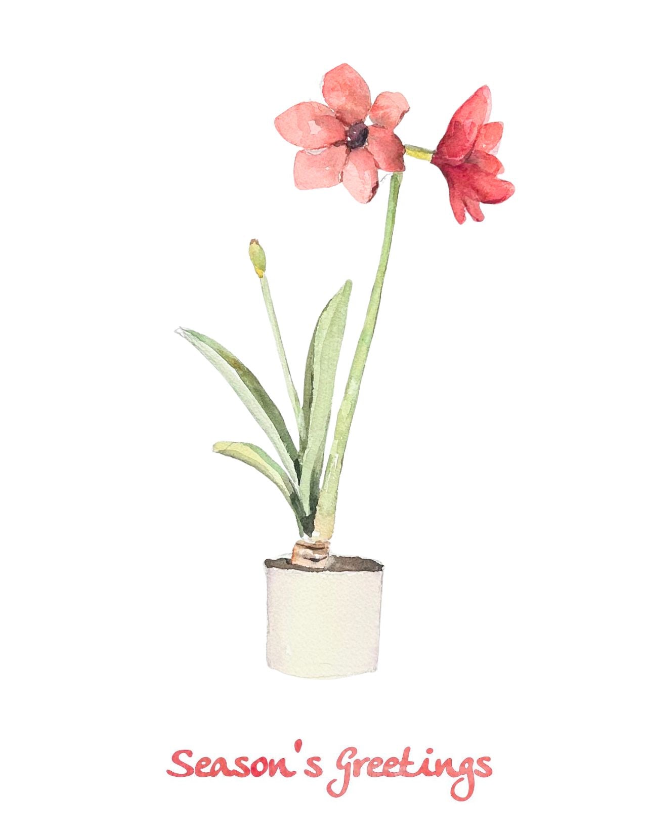 Amaryllis Holiday Note Card Set (Season's Greetings)