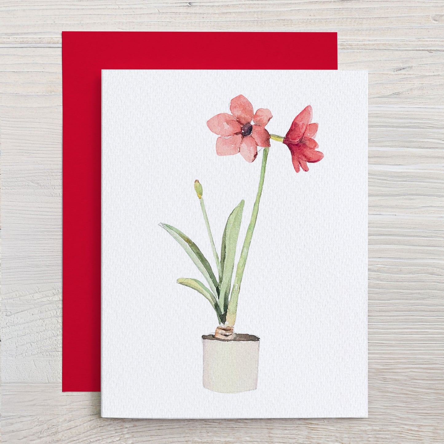 Amaryllis Holiday Note Card Set (6 cards)