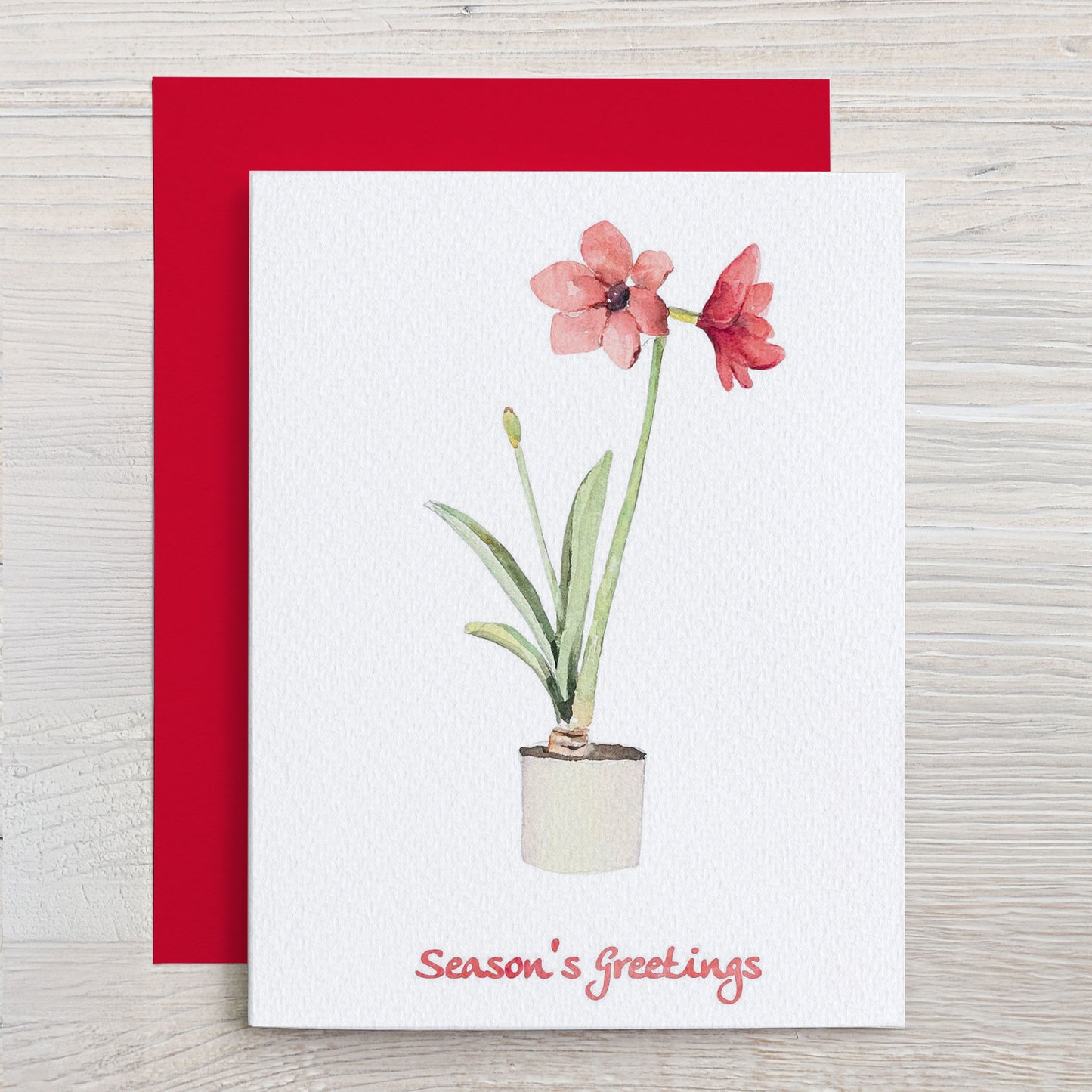 Amaryllis Holiday Note Card Set (Season's Greetings)