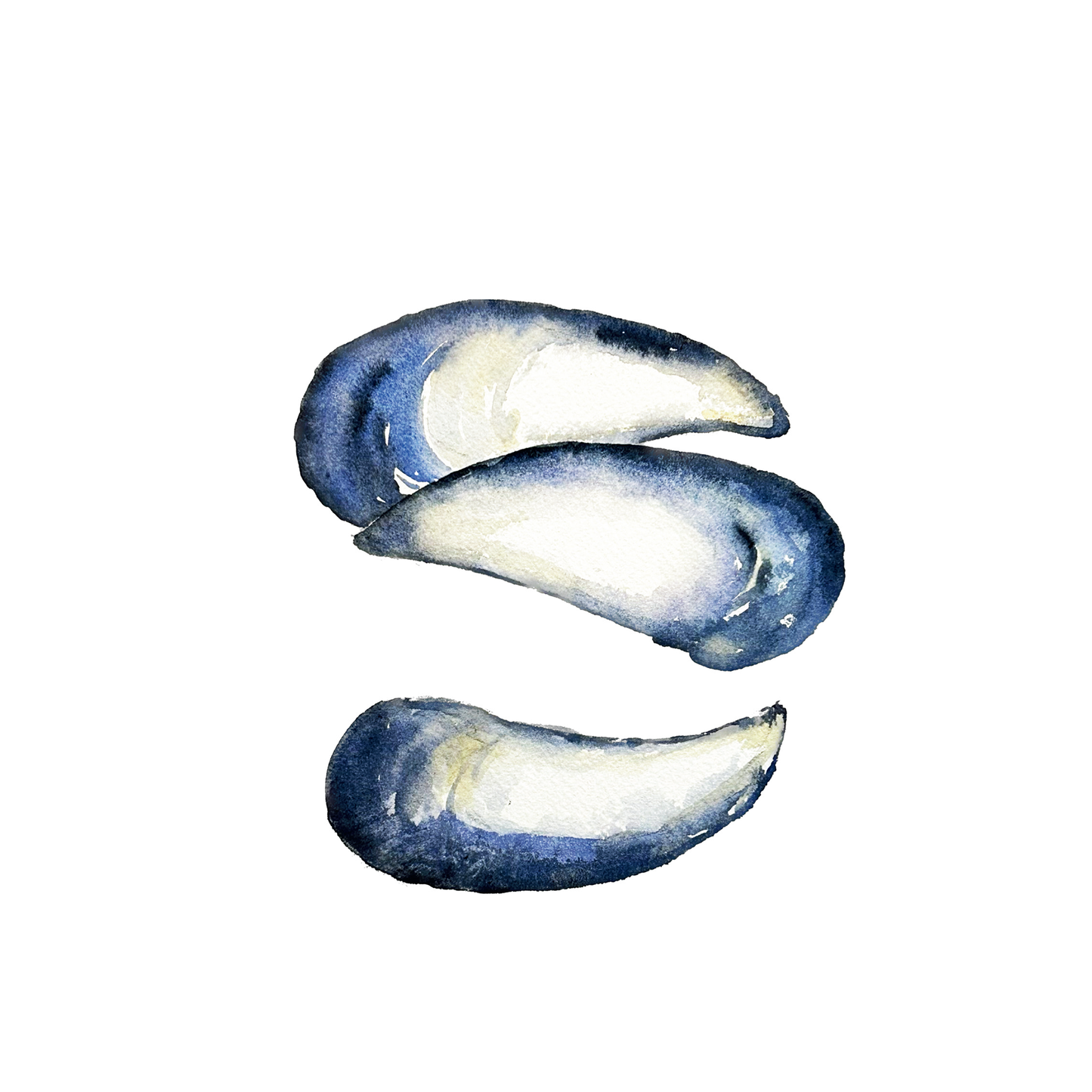Mussel Shells Framed Watercolor Art Print