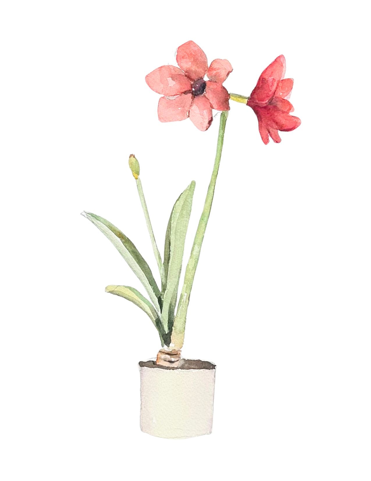 Amaryllis Holiday Note Card Set (6 cards)